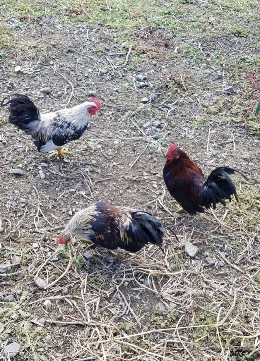 サヨナラ雄鶏さん – めだかのグッドラック